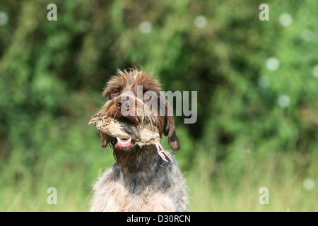 Cane di puntamento Wirehaired Griffon / Korthals Griffon adulto con una pernice in bocca Foto Stock