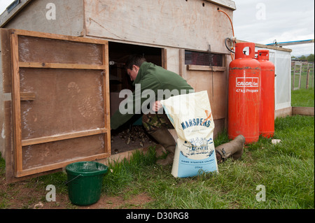 Alimentazione guardiacaccia giorno vecchio pulcini di fagiano in un allevamento sparso su un tiro station wagon. Foto Stock