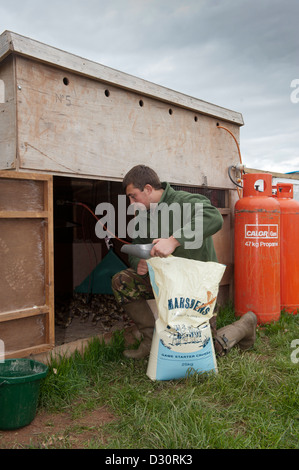 Alimentazione guardiacaccia giorno vecchio pulcini di fagiano in un allevamento sparso su un tiro station wagon. Foto Stock