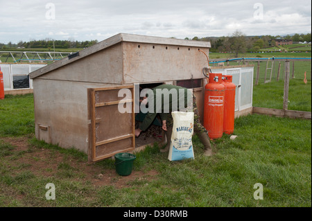 Alimentazione guardiacaccia giorno vecchio pulcini di fagiano in un allevamento sparso su un tiro station wagon. Foto Stock