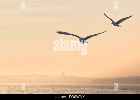 ISTANBUL TURCHIA - Gabbiani volare al tramonto oltre lo stretto del Bosforo con Torre Beyazit, Moschea di Suleyman e Eminönü in background Foto Stock