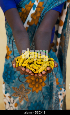 Rurale villaggio indiano donna holding essiccato Curcuma radici / rizomi nelle sue mani. Andhra Pradesh, India Foto Stock