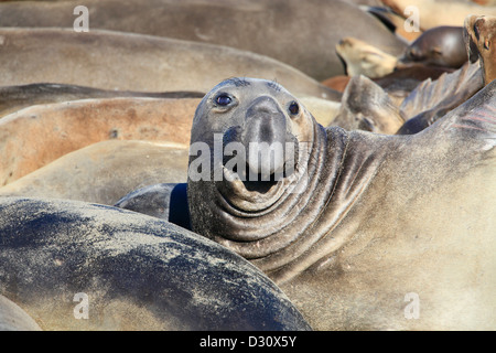 Un maschio di northern guarnizione di elefante all'ano Nuevo rookery in California. Foto Stock