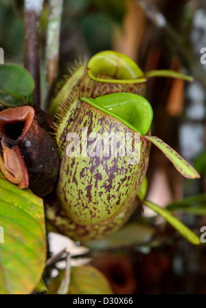 Pianta brocca (Nepenthes ampullaria). Sarawak, Borneo Malese. Foto Stock