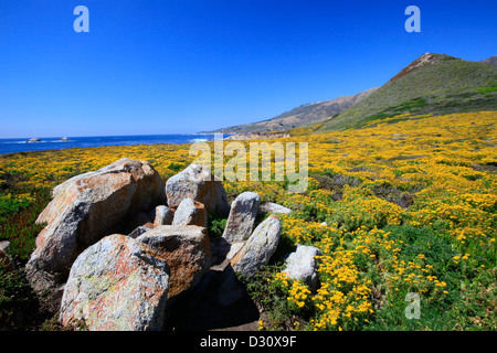 Fioritura di fiori di campo al punto Soberanes lungo la costa del Big Sur, California. Foto Stock