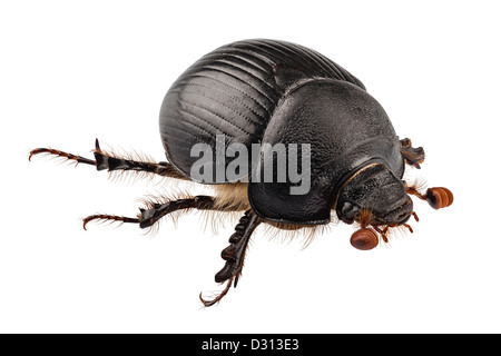 Terra-noioso dung beetle specie Geotrupes stercorarius Foto Stock