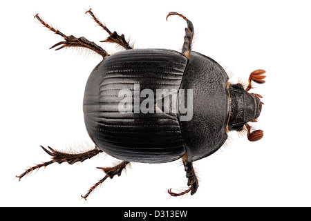 Terra-noioso dung beetle specie Geotrupes stercorarius Foto Stock