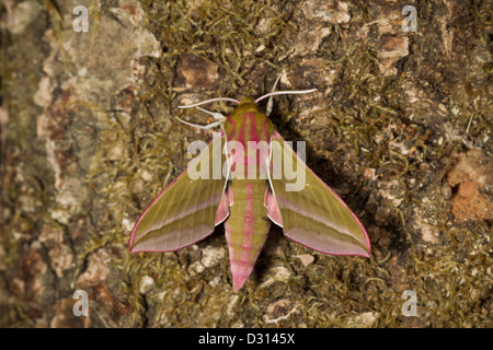 Deilephila elpenor Elephant Hawk moth Mittlerer Weinschwaermer Foto Stock