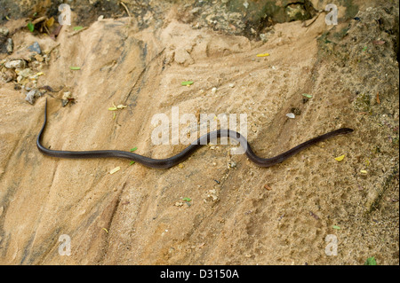 Casa marrone snake, Lamprophis capensis, Kenya Foto Stock