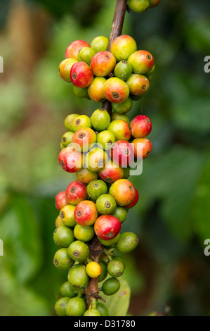 Il caffè cresce su footslopes del Mount Elgon, Kitale, Kenya Foto Stock