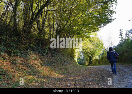 Donna che cammina su una tranquilla foresta solitaria via Foto Stock