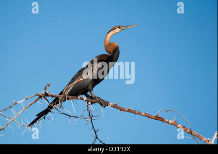 African darter, anhinga rufa, Lake Baringo, Kenya Foto Stock