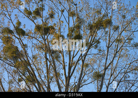 Vischio pianta che cresce su un albero Foto Stock