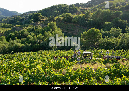 Vigneti durante il raccolto in autunno, Beaumes-de-Venise, Cote du Rhone villaggi, sud della Francia Foto Stock