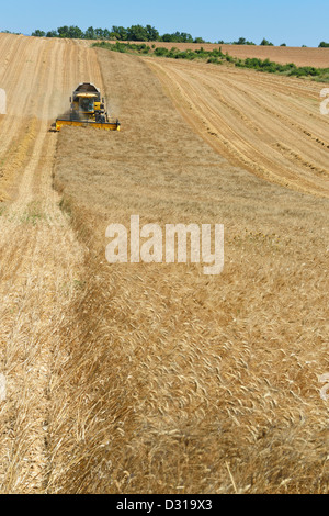 Mietitrebbia in campo di grano in estate, valensole, Francia Foto Stock