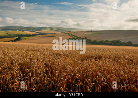 Guardando verso il crinale di Kingston sul South Downs da Lewes in tarda estate con il campo di frumento in una giornata di sole con nuvola bianca Foto Stock