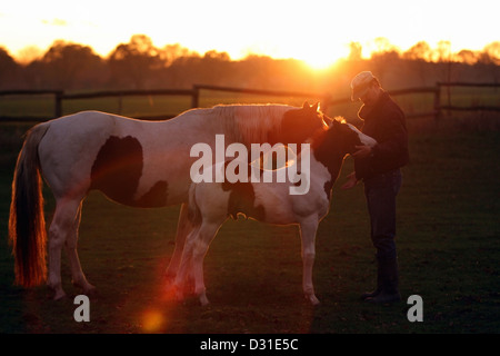 Cavallo di vernice con il puledro e uomo sul paddock al tramonto, Bassa Sassonia, Germania Foto Stock