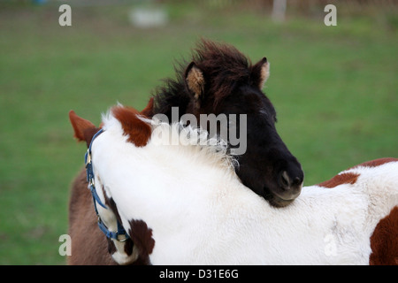 American Paint horse puledro e Islanda pony sul prato, Bassa Sassonia, Germania Foto Stock