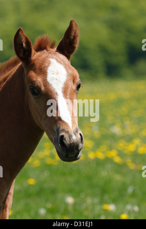 Ritratto di un Quarter Horse femmina su prato, Bassa Sassonia, Germania Foto Stock