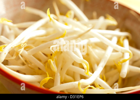 Mung di germogli di soia Foto Stock