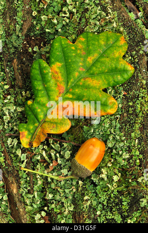 Mature oak acorn con una singola foglia di quercia. Dorset, Regno Unito Ottobre 2010 Foto Stock