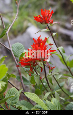 Indian Paintbrush, Castilleja, fioritura su una montagna in primavera. Foto Stock