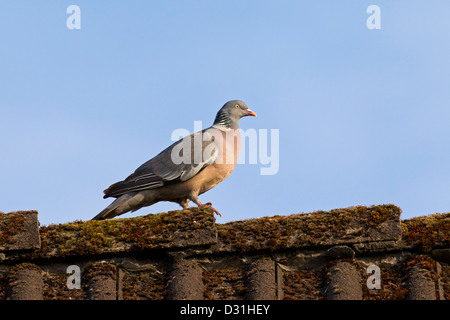 Comune Piccione di legno (Columba palumbus) appollaiato sul tetto Foto Stock