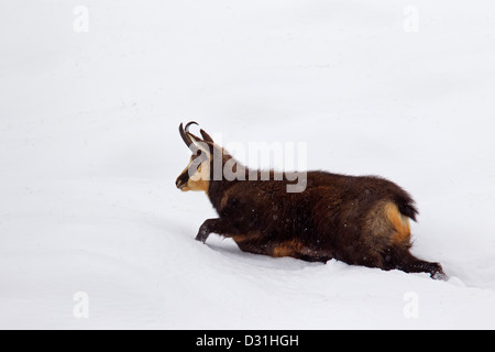 Il camoscio (Rupicapra rupicapra) femmina a piedi nella neve profonda in inverno Foto Stock