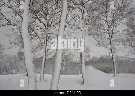 Snow intonacata alberi dopo una bufera di neve in valle Romsdalen, Rauma kommune, Møre og Romsdal, Norvegia. Foto Stock