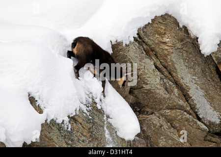 Il camoscio (Rupicapra rupicapra) che scendono a strapiombo di roccia nella neve in inverno Foto Stock