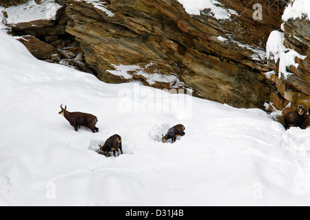 Il camoscio (Rupicapra rupicapra) allevamento rovistando nel pendio di neve in inverno, il Parco Nazionale del Gran Paradiso, Alpi Italiane, Italia Foto Stock