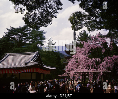 Fiori Ciliegio sorge la pagoda (Tesoro nazionale) di Daigoji, un tempio buddista e sito Patrimonio Mondiale dell'UNESCO a Kyoto, Ja Foto Stock