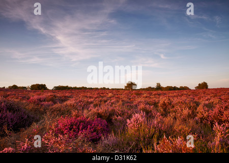 Heather su Westleton Heath, Suffolk Foto Stock