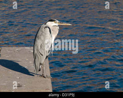 Un Airone cenerino seduto su una banchina con acqua in background Foto Stock