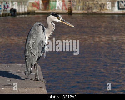 Un Airone cenerino seduto su una banchina con acqua e graffity in background Foto Stock