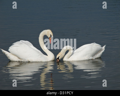 Due cigni, Cygnus olor guardando ogni altra con piegare il collo Foto Stock