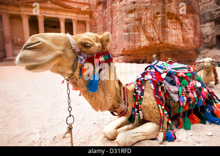 Bedouin camel riposa vicino al tesoro Al Khazneh scavate nella roccia di Petra, Giordania Foto Stock