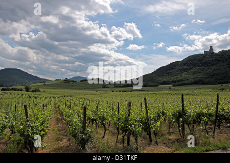 Castello e vigneto in primavera tempo vicino a Dambach-la-ville, Alsazia, Francia Foto Stock