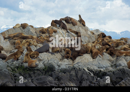 I leoni di mare colonia, Canale del Beagle, Argentina Foto Stock