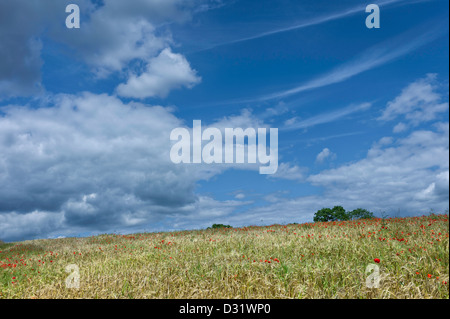 Papaveri in un campo di grano in una luminosa giornata estiva vicino alla città di Malton in North Yorkshire, Regno Unito. Foto Stock