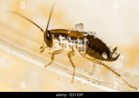 Il tedesco scarafaggio (Blattella germanica) Foto Stock