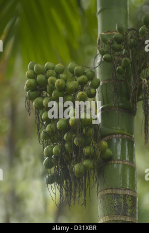 Betel dado o noci di arec frutto del dado Foto Stock