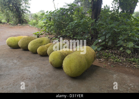 Jackfruit - Artocarpus heterophyllus Lam. Moraceae. Jackfruit è il più grande albero-frutti nel mondo Foto Stock