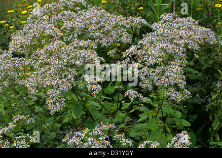 Big-Leaf Aster, Aster á Grandes Feuilles, Bigleaf Aster, grandi foglie Aster, Large-Leaf Aster, Eurybia macrophylla, Asteraceae. N. Foto Stock