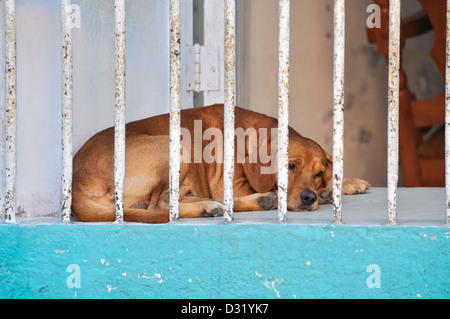 Cane dormire su di un uscio Sancti Spritus, Cuba Foto Stock