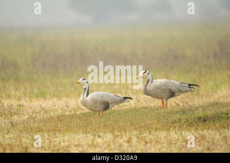 Il Bar-headed Goose, Anser indicus è un goosewhich le razze in Asia centrale in colonie di migliaia. Foto Stock