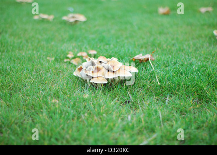 Close up immagine artistica di un cluster di piccoli funghi e funghi intorno a un taglio ceppo di albero su erba con la profondità di campo Foto Stock