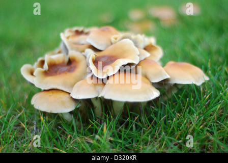 Close up immagine artistica di un cluster di piccoli funghi e funghi intorno a un taglio ceppo di albero su erba con la profondità di campo Foto Stock