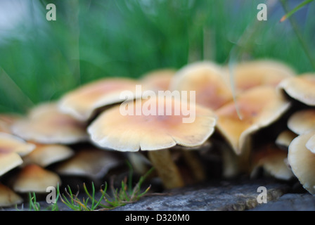 Close up immagine artistica di un cluster di piccoli funghi e funghi intorno a un taglio ceppo di albero su erba con la profondità di campo Foto Stock