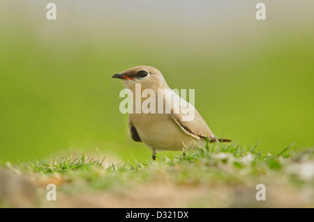 Il piccolo Pratincole è un allevatore di residenti in India e Pakistan occidentale e sud-est asiatico. Foto Stock